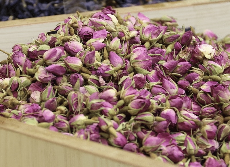 غنچه گل محمدی